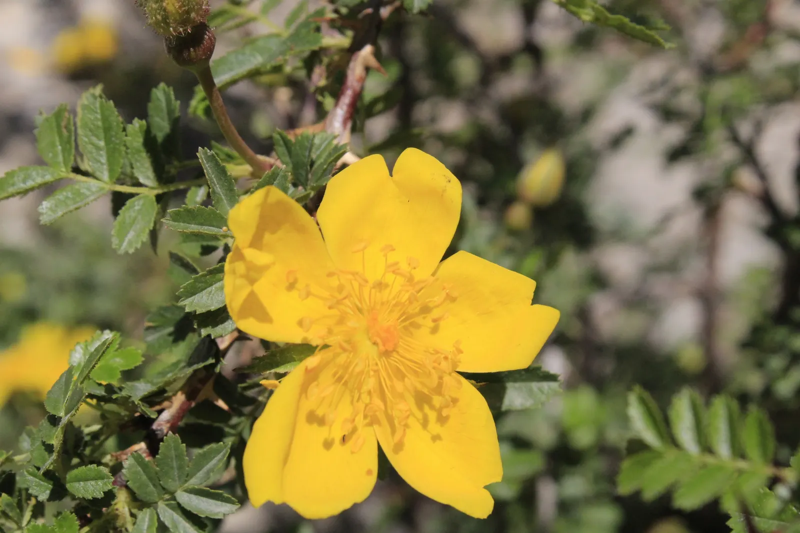 Japanese Kerria (Kerria Japonica) — which typically exhibit a remarkable 1.5 to 2-inch diameter; this deciduous shrub grows up to 5-8 feet tall and, image 59