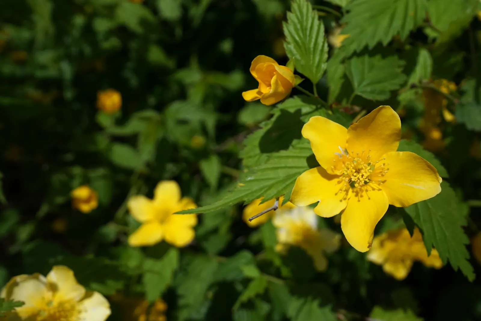 Japanese Kerria (Kerria Japonica) — arching stems and profuse spring flowers; it benefits from light pruning to remove old wood and encourage new growth