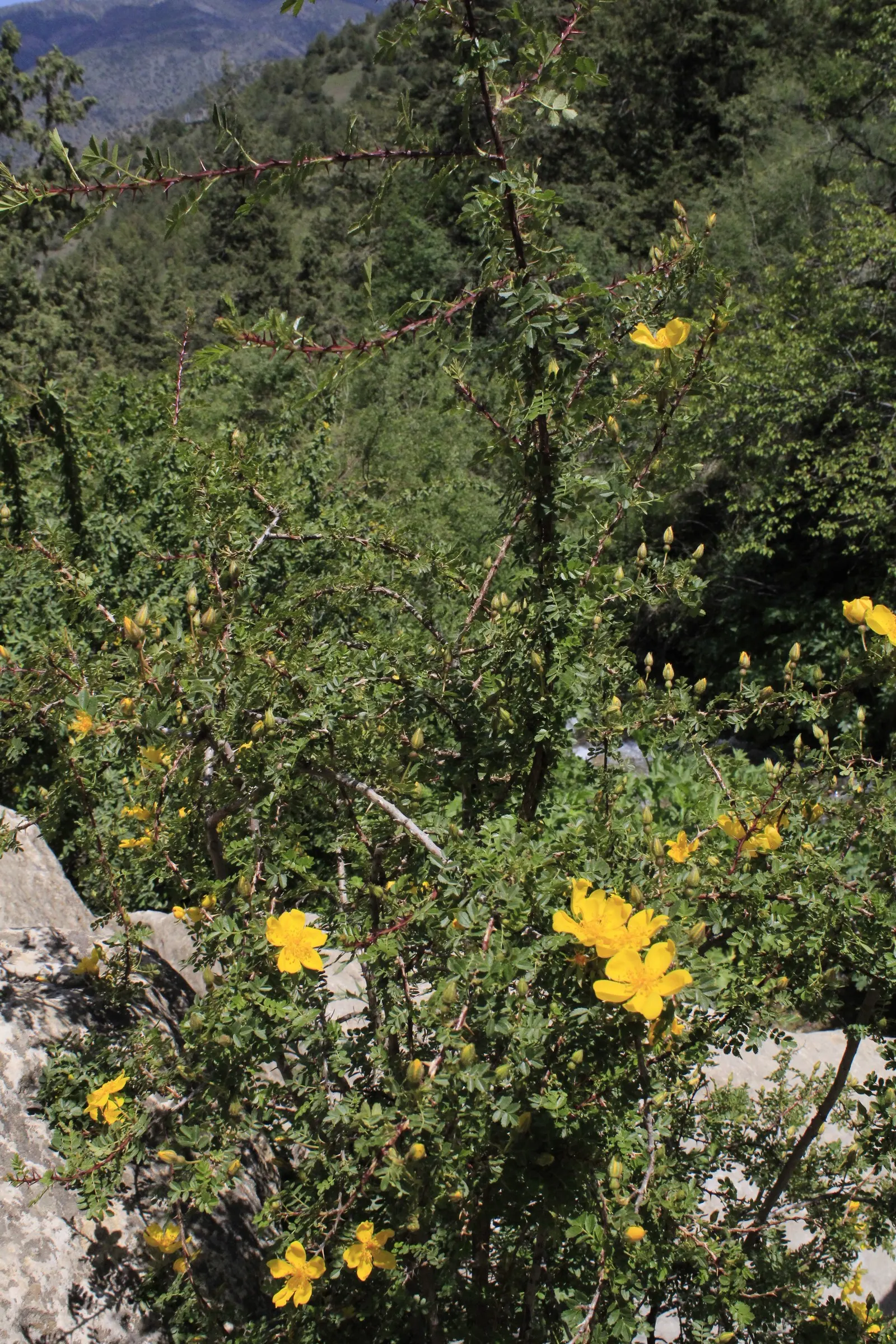 Japanese Kerria (Kerria Japonica) — making it an excellent choice for foundation plantings; shrub with yellow blooms, image 62