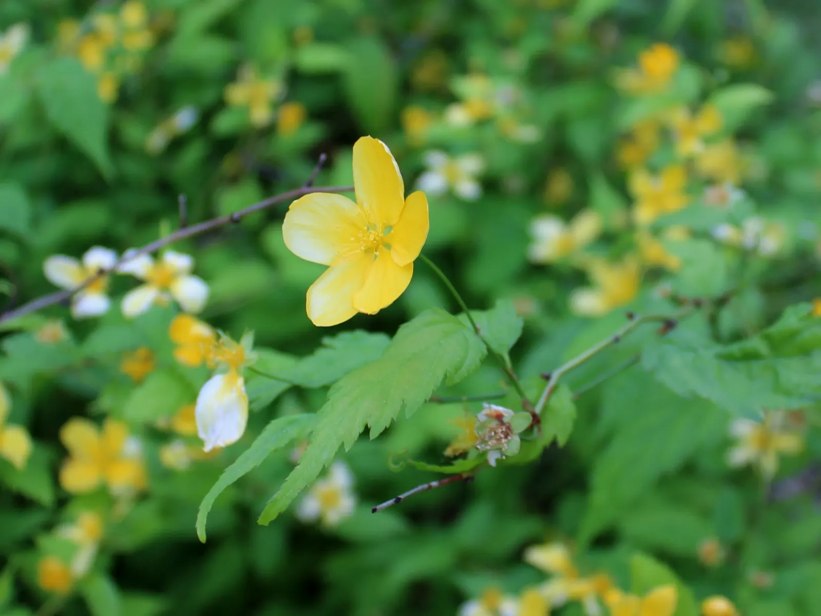Japanese Kerria (Kerria Japonica) — Its green, slender stems stay attractive in winter, making it a year-round interest plant; stands out with its, image 100