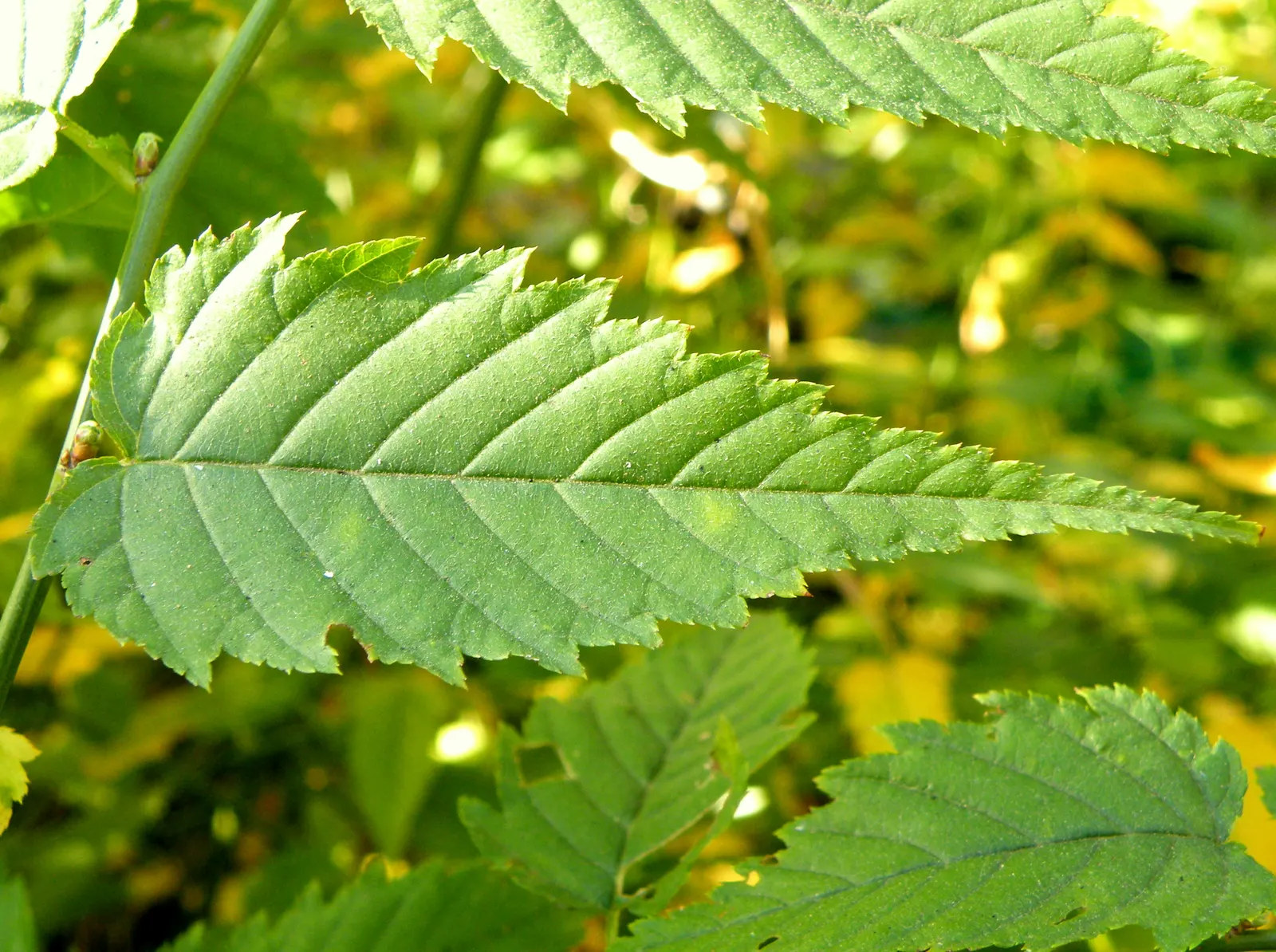 Japanese Kerria (Kerria Japonica) — It prefers well-drained soil and can gracefully handle occasional wet conditions; though it's able to withstand, image 75