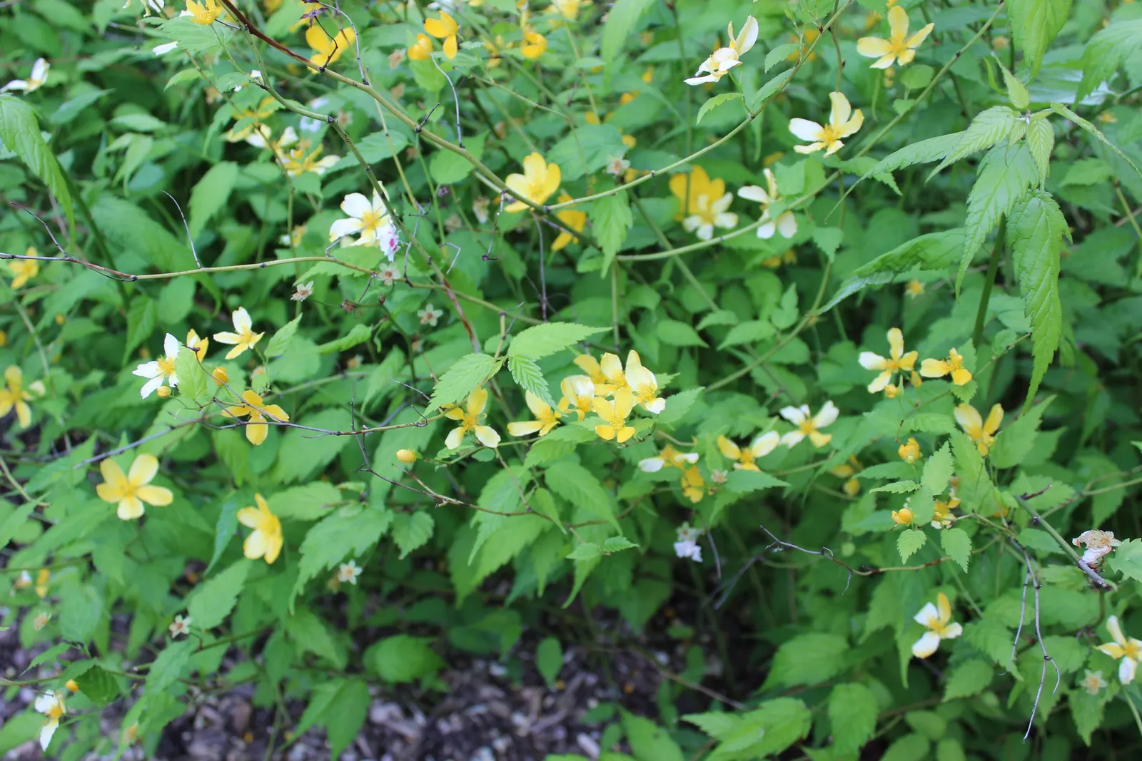 Japanese Kerria (Kerria Japonica) — introduces a touch of effervescent charm to any landscape with its vibrant yellow blooms; ideal for mass, image 104