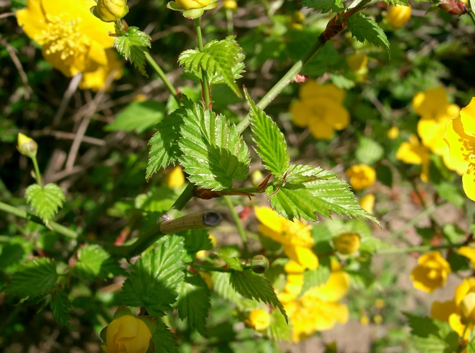 Japanese Kerria (Kerria Japonica) — arching stems and profuse spring flowers; it benefits from light pruning to remove old wood and encourage new, image 82