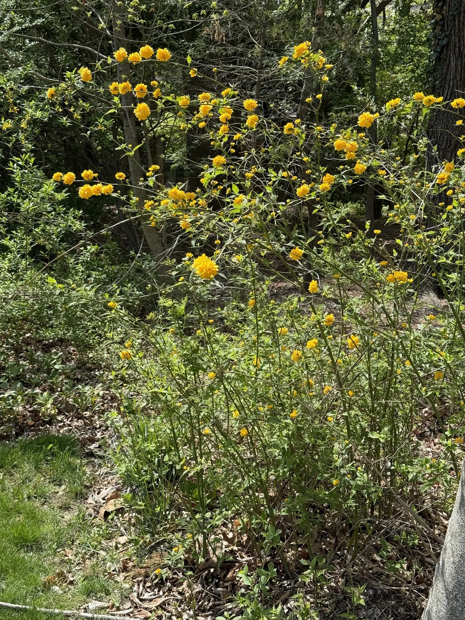 Japanese Kerria (Kerria Japonica) — shrub for half; it's virtually pest-free, though occasional issues with leaf spot may occur in humid conditions, image 72