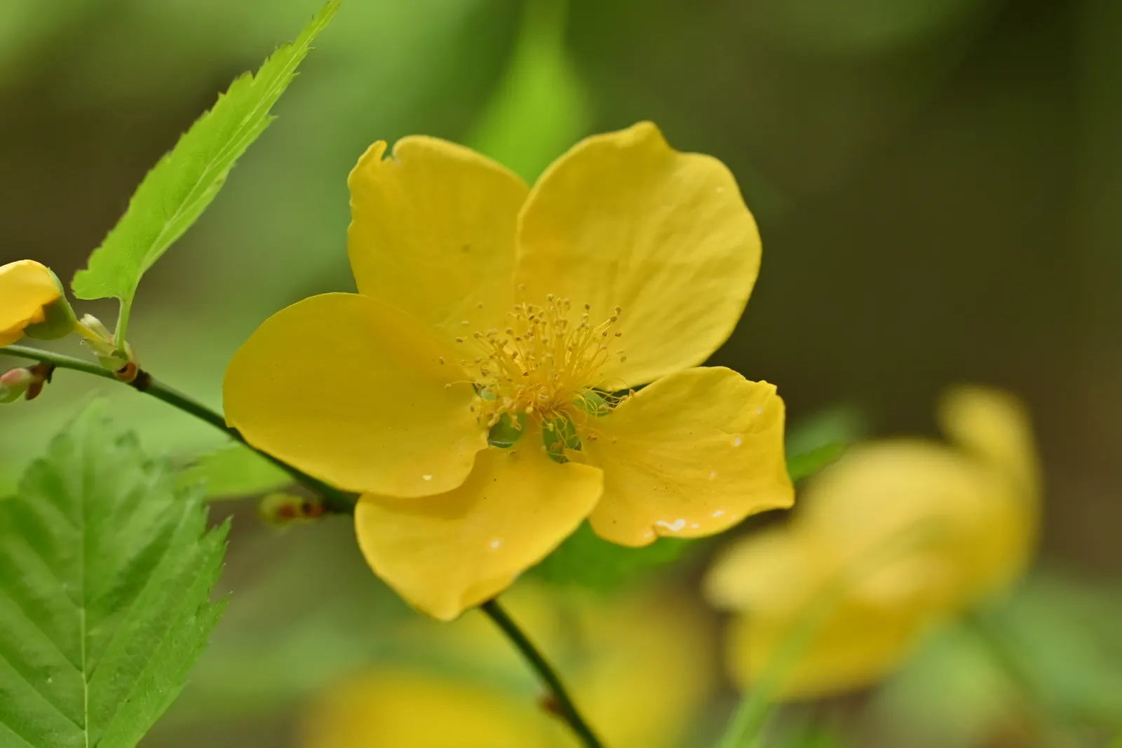 Japanese Kerria (Kerria Japonica) — stands out with its vibrant yellow blooms resembling fluffy pom-poms; its green, slender stems stay attractive, image 73
