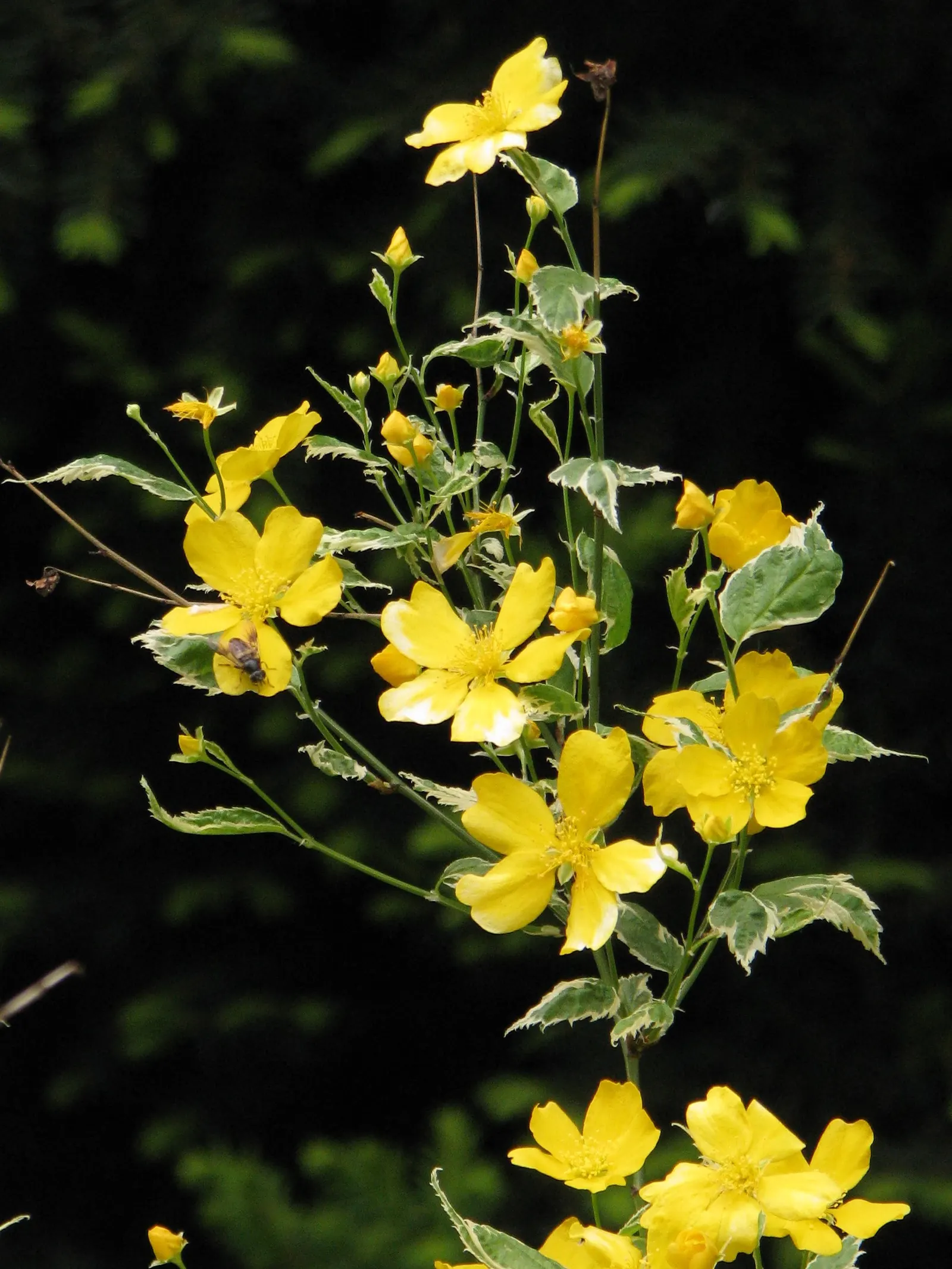 Japanese Kerria (Kerria Japonica) — The Japanese Kerria (Kerria japonica); or even as an informal hedge, image 102