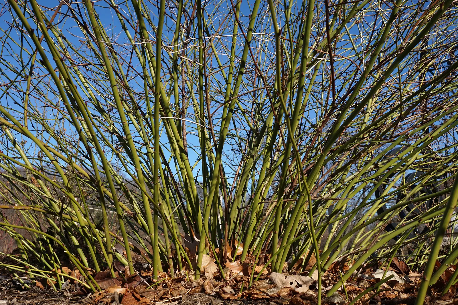 Japanese Kerria (Kerria Japonica) — The Japanese Kerria (Kerria japonica); or even as an informal hedge