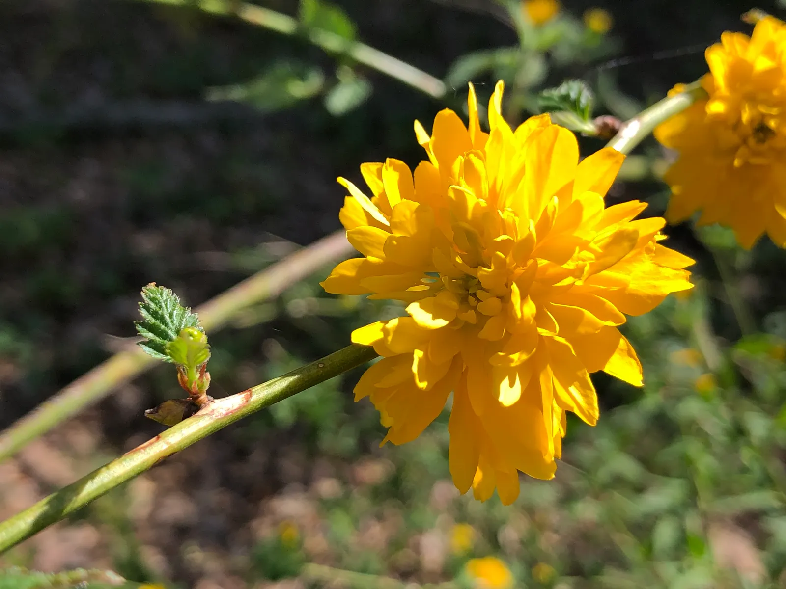 Japanese Kerria (Kerria Japonica) — It's virtually pest-free, though occasional issues with leaf spot may occur in humid conditions; shrub for half, image 69