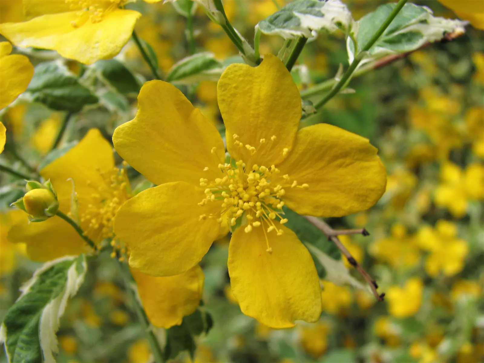 Japanese Kerria (Kerria Japonica) — Hardy in USDA zones 4 to 9; this deciduous shrub is celebrated for its distinctive green, image 60