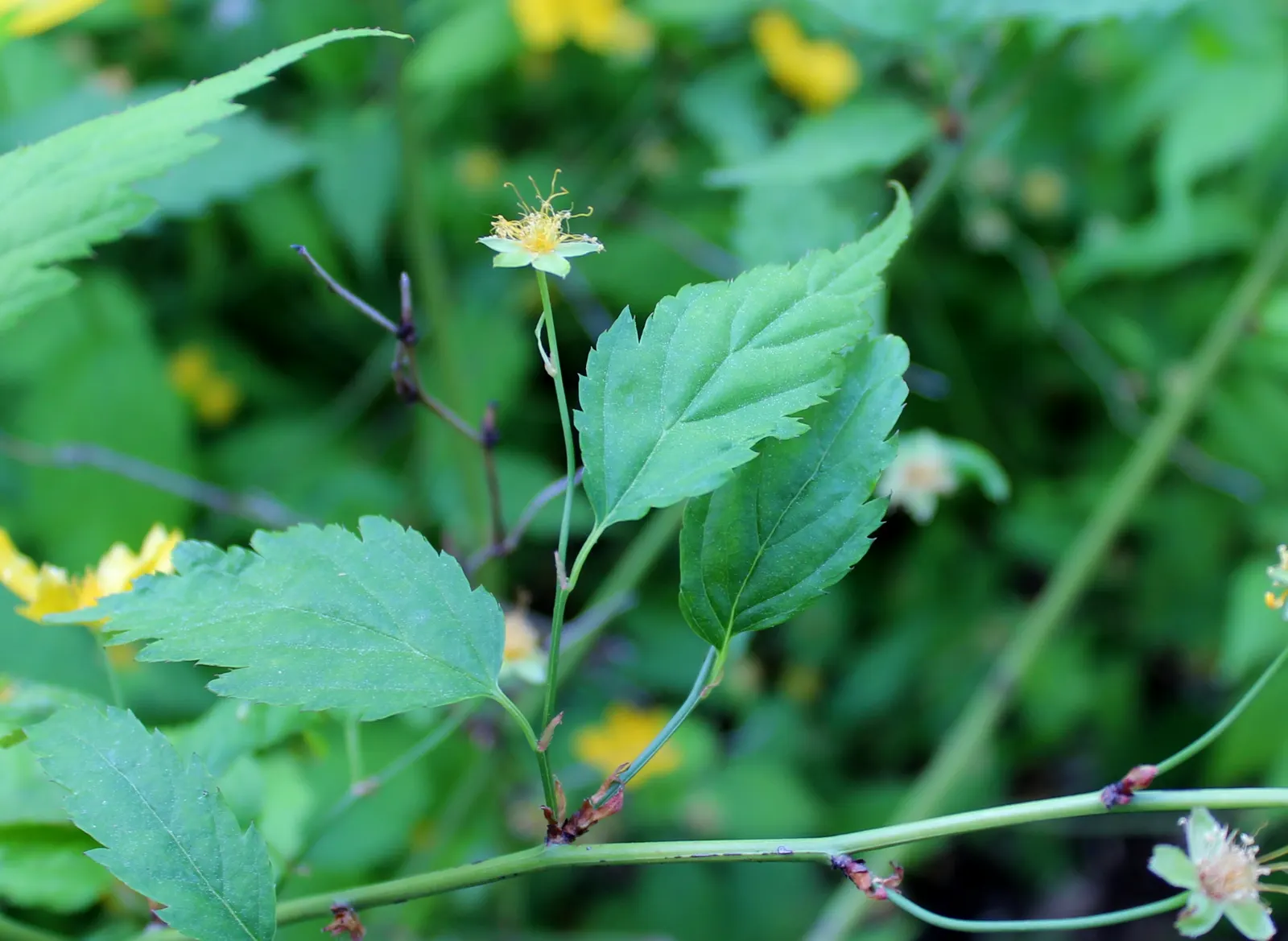 Japanese Kerria (Kerria Japonica) — also fondly referred to as the Easter Rose or Jew's Mallow; yellow flowers in the garden, image 103