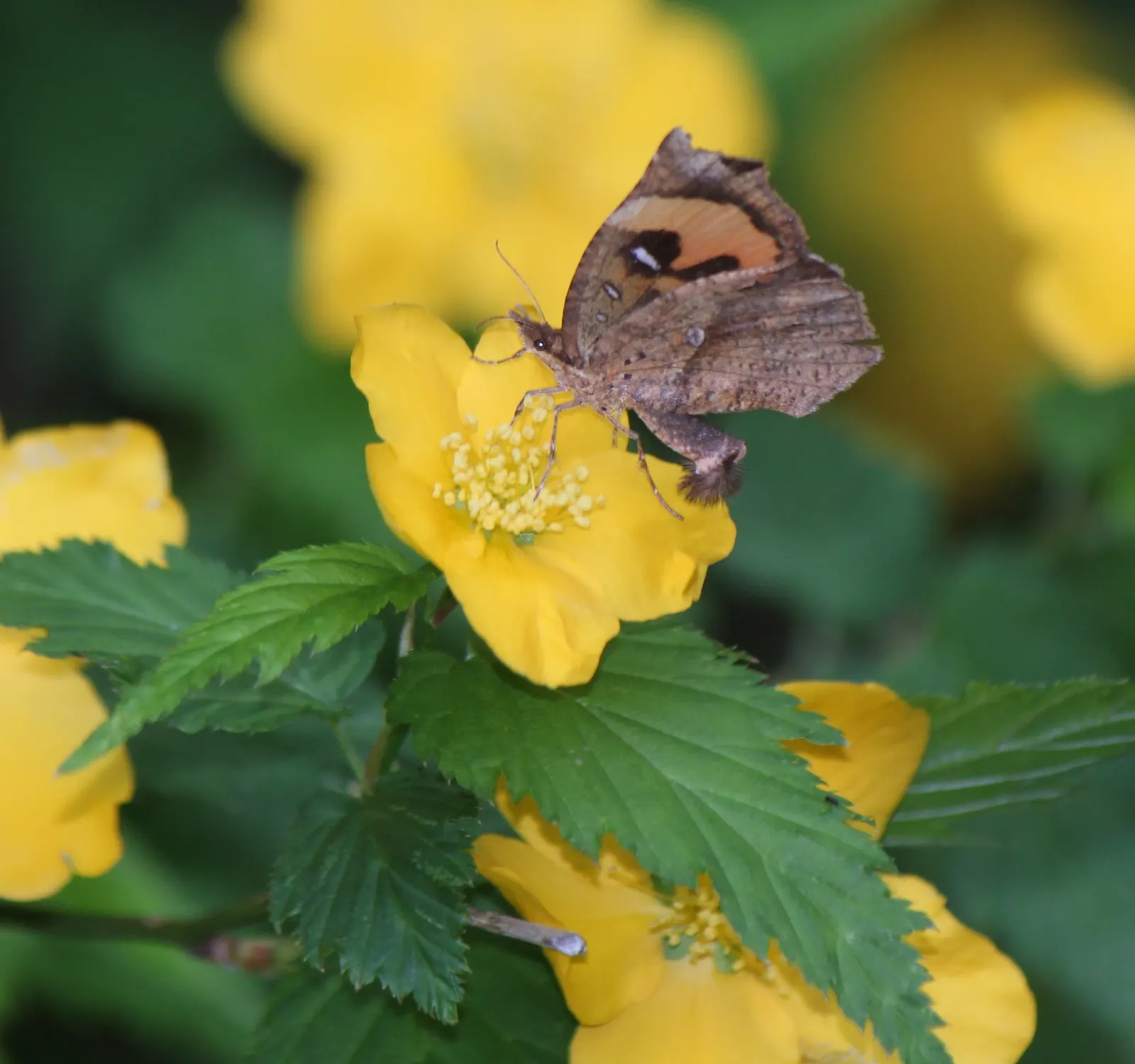 Japanese Kerria (Kerria Japonica) — introduces a touch of effervescent charm to any landscape with its vibrant yellow blooms; ideal for mass, image 80
