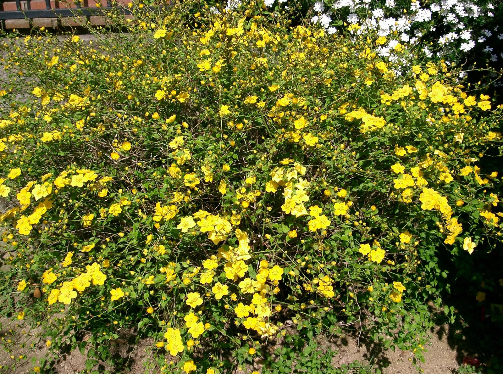 Japanese Kerria (Kerria Japonica) — though it's able to withstand some drought once established; it prefers well-drained soil and can gracefully, image 66