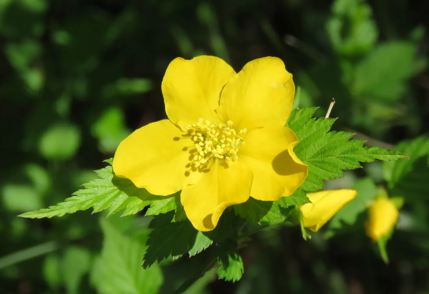 Japanese Kerria (Kerria Japonica) — the Kerria japonica necessitates regular watering; it thrives optimally in part shade to full sun exposures, image 64