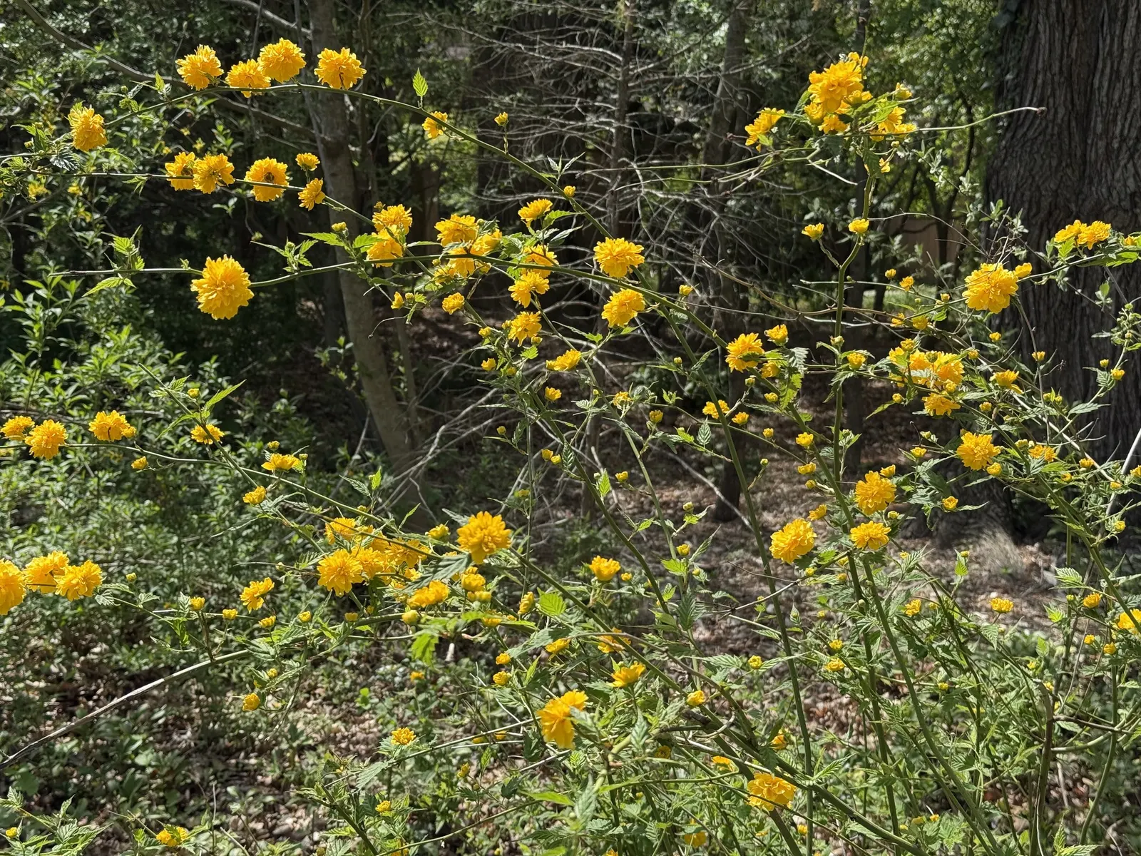 Japanese Kerria (Kerria Japonica) — ensuring the shrub remains dense and compact; particularly in extreme heat, image 68