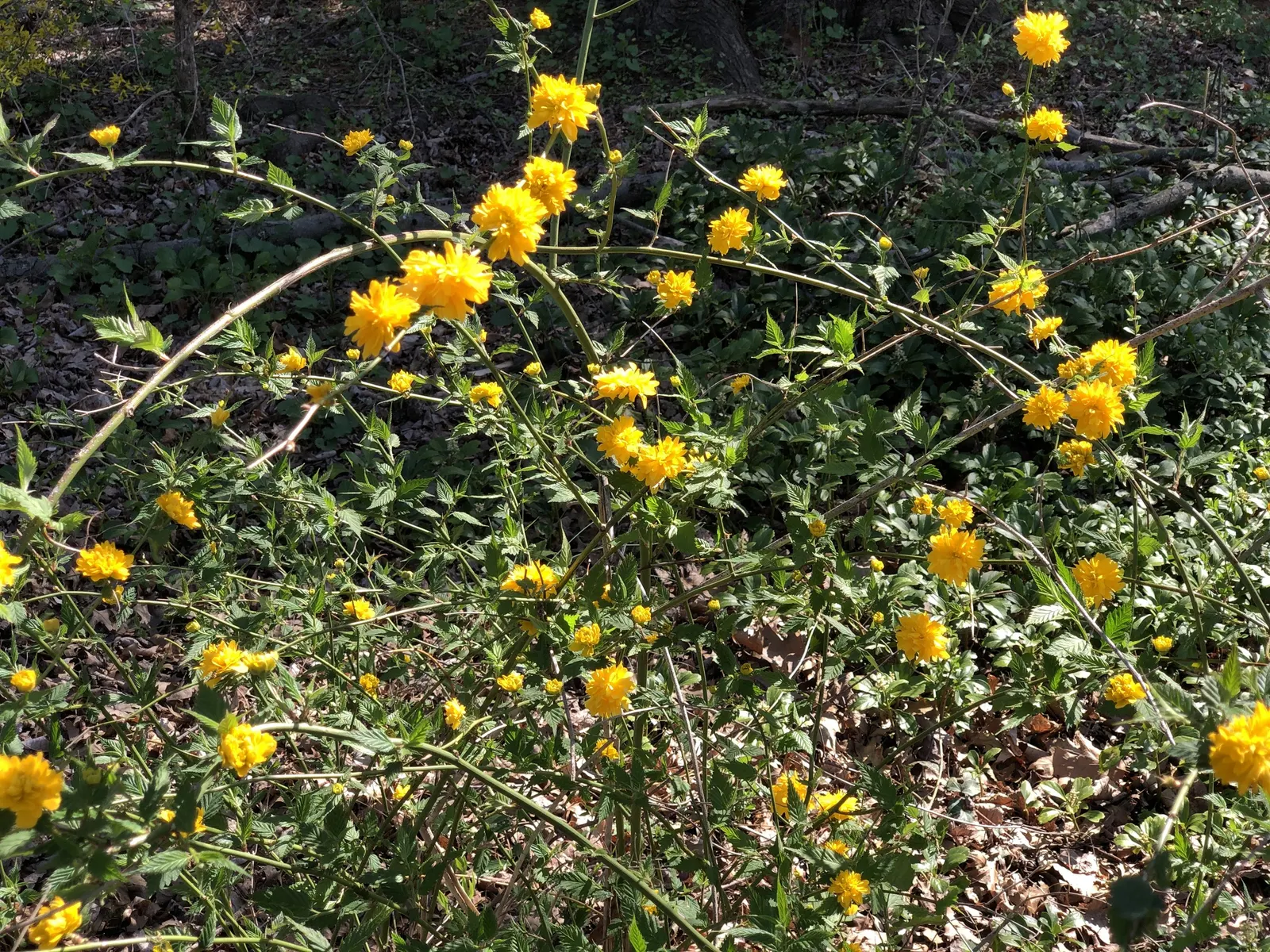 Japanese Kerria (Kerria Japonica) — it benefits from light pruning to remove old wood and encourage new growth; arching stems and profuse spring, image 67
