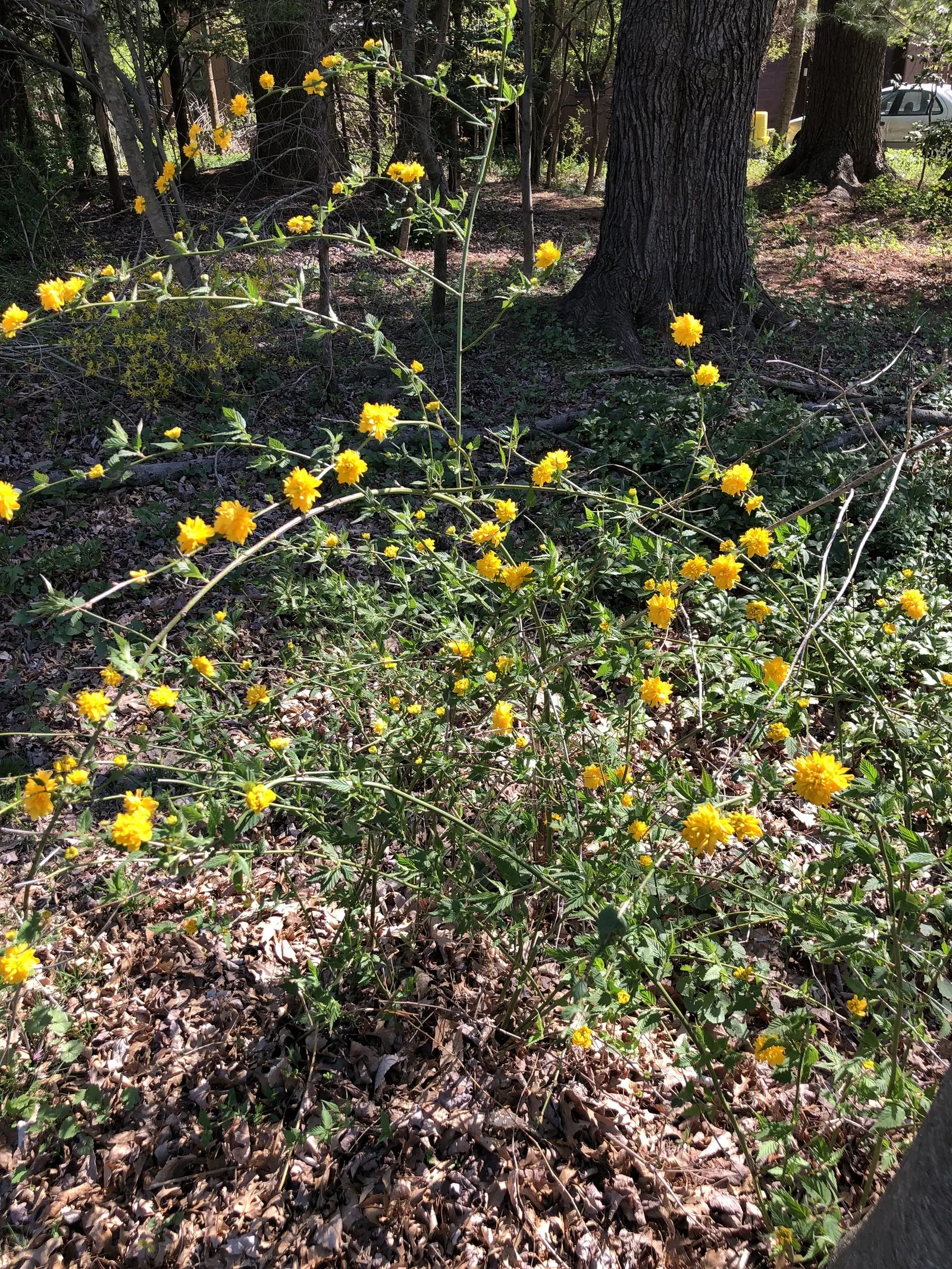 Japanese Kerria (Kerria Japonica) — This deciduous shrub grows up to 5-8 feet tall and wide, thriving in partial shade to full sun; which typically, image 74