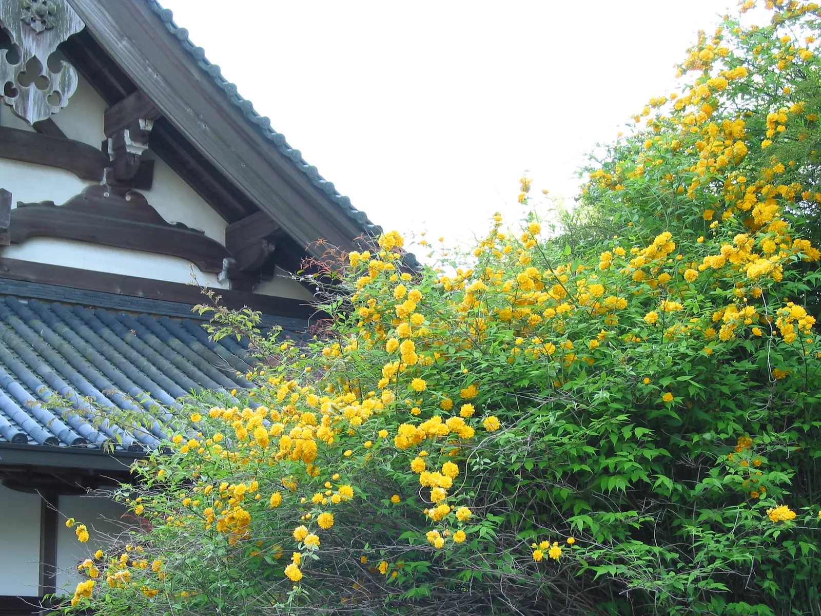 Japanese Kerria (Kerria Japonica) — it thrives optimally in part shade to full sun exposures; the Kerria japonica necessitates regular watering, image 61
