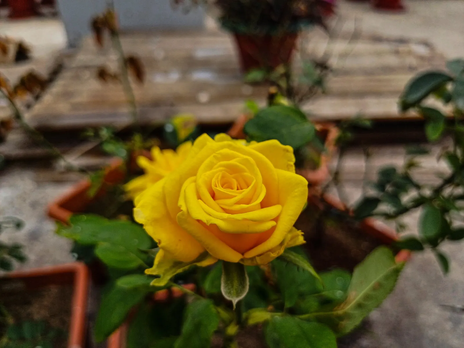 Japanese Kerria (Kerria Japonica) — though it's able to withstand some drought once established