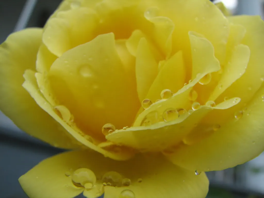 Japanese Kerria (Kerria Japonica) — introduces a touch of effervescent charm to any landscape with its vibrant yellow blooms