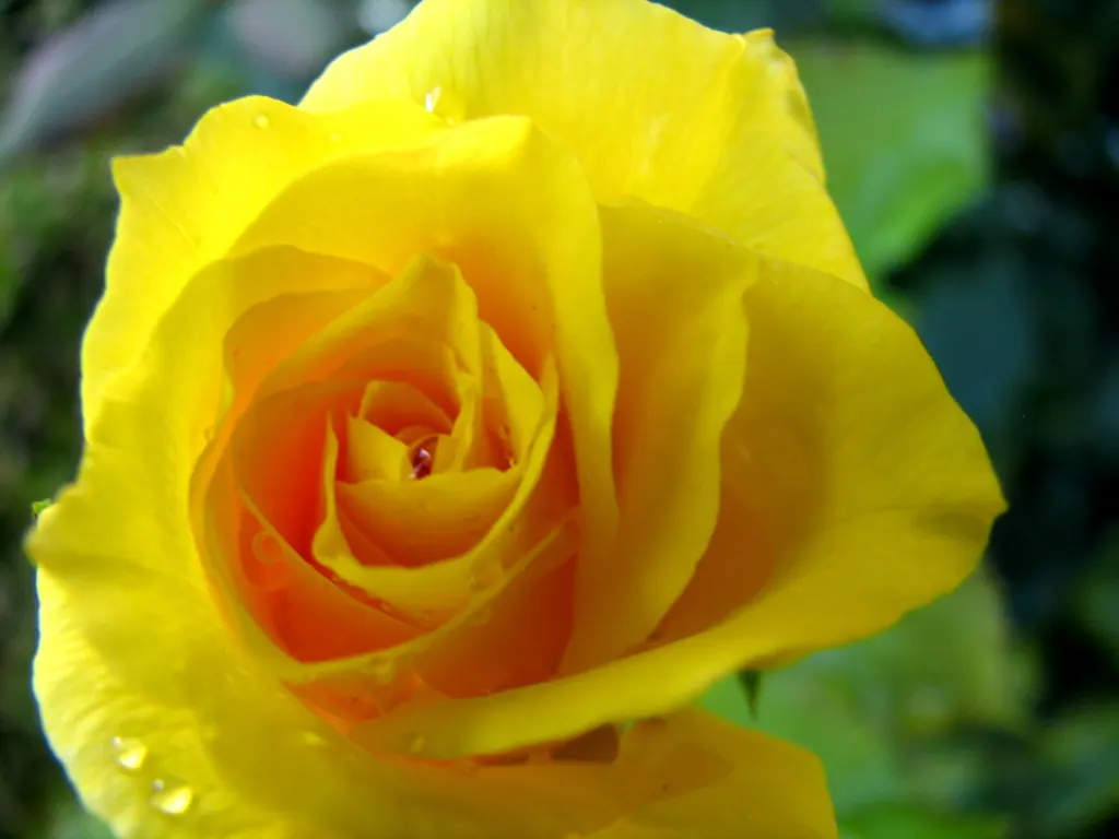 Japanese Kerria (Kerria Japonica) — also fondly referred to as the Easter Rose or Jew's Mallow