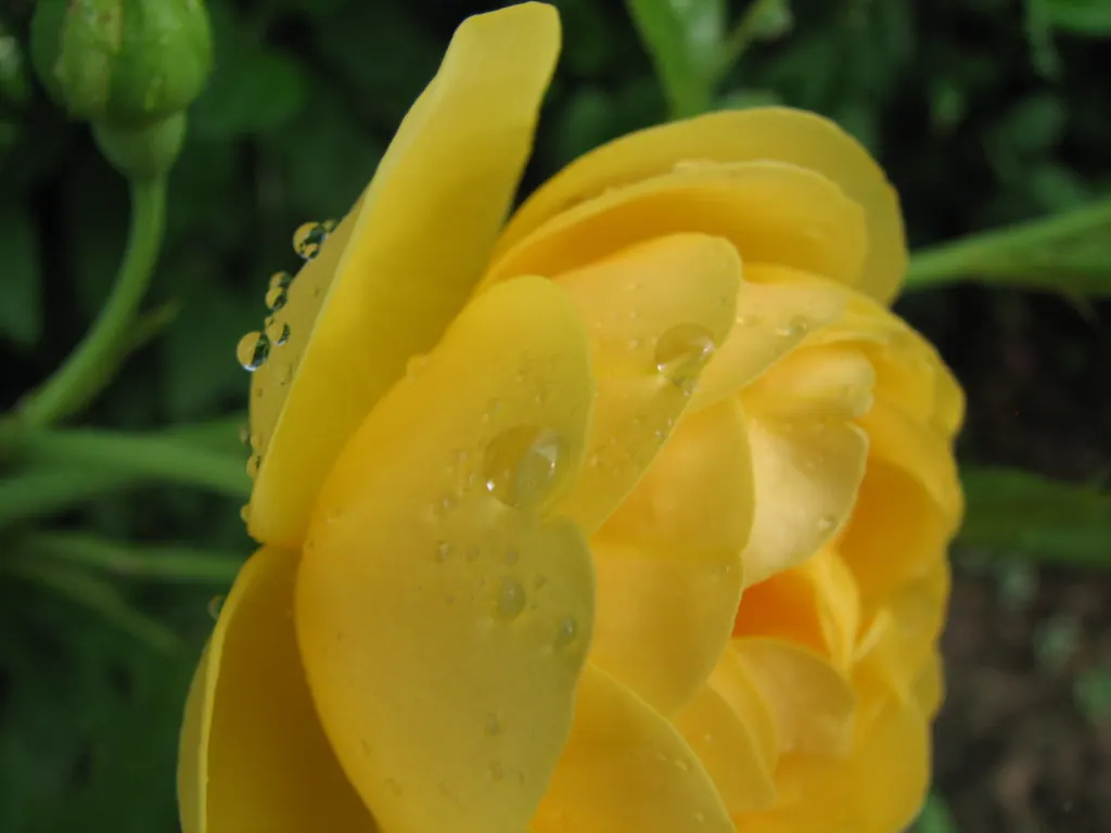 Japanese Kerria (Kerria Japonica) — particularly in extreme heat