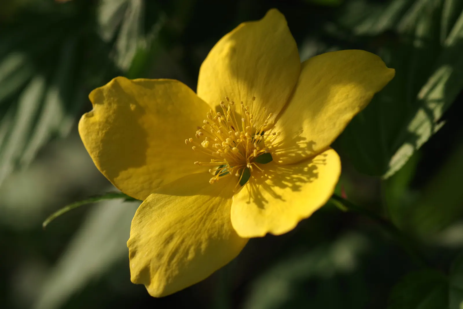 Japanese Kerria (Kerria Japonica) — Ideal for mass plantings and woodland garden backdrops; introduces a touch of effervescent charm to any landscape with its