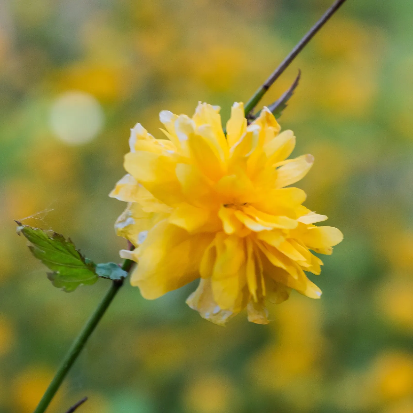 Japanese Kerria (Kerria Japonica) — yellow flowers in the garden