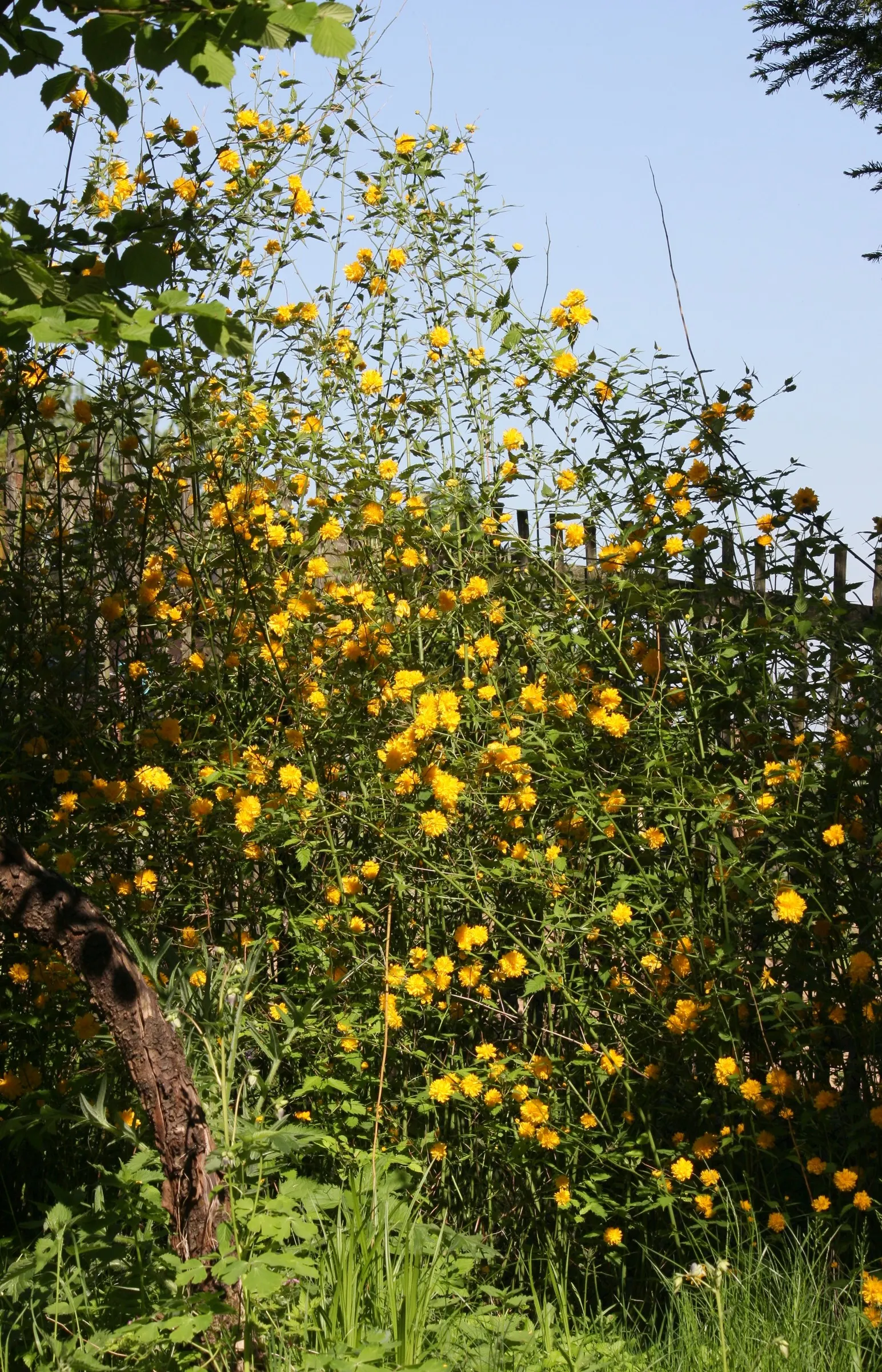 Japanese Kerria (Kerria Japonica) — Hardy in USDA zones 4 to 9