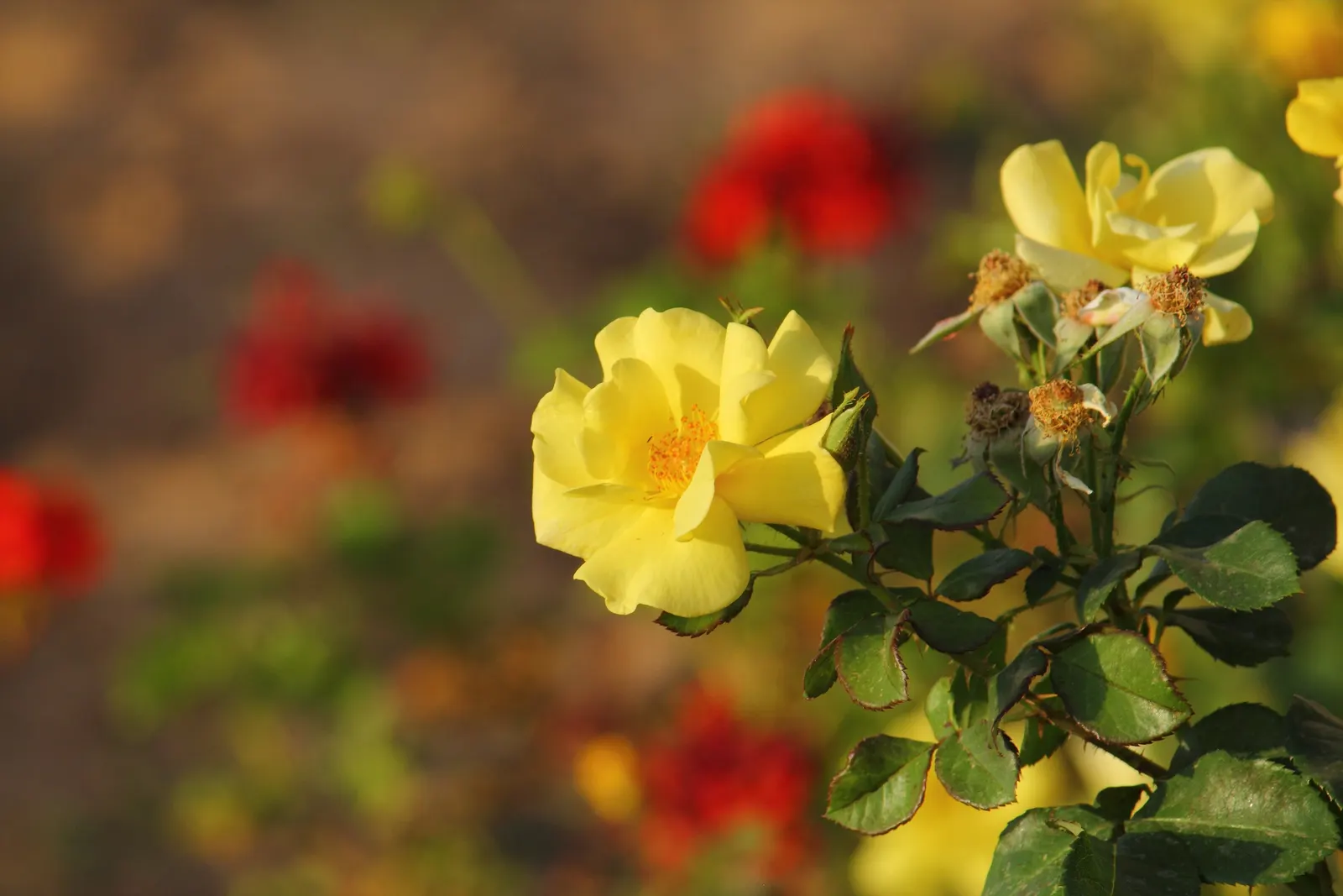 Japanese Kerria (Kerria Japonica) — or even as an informal hedge