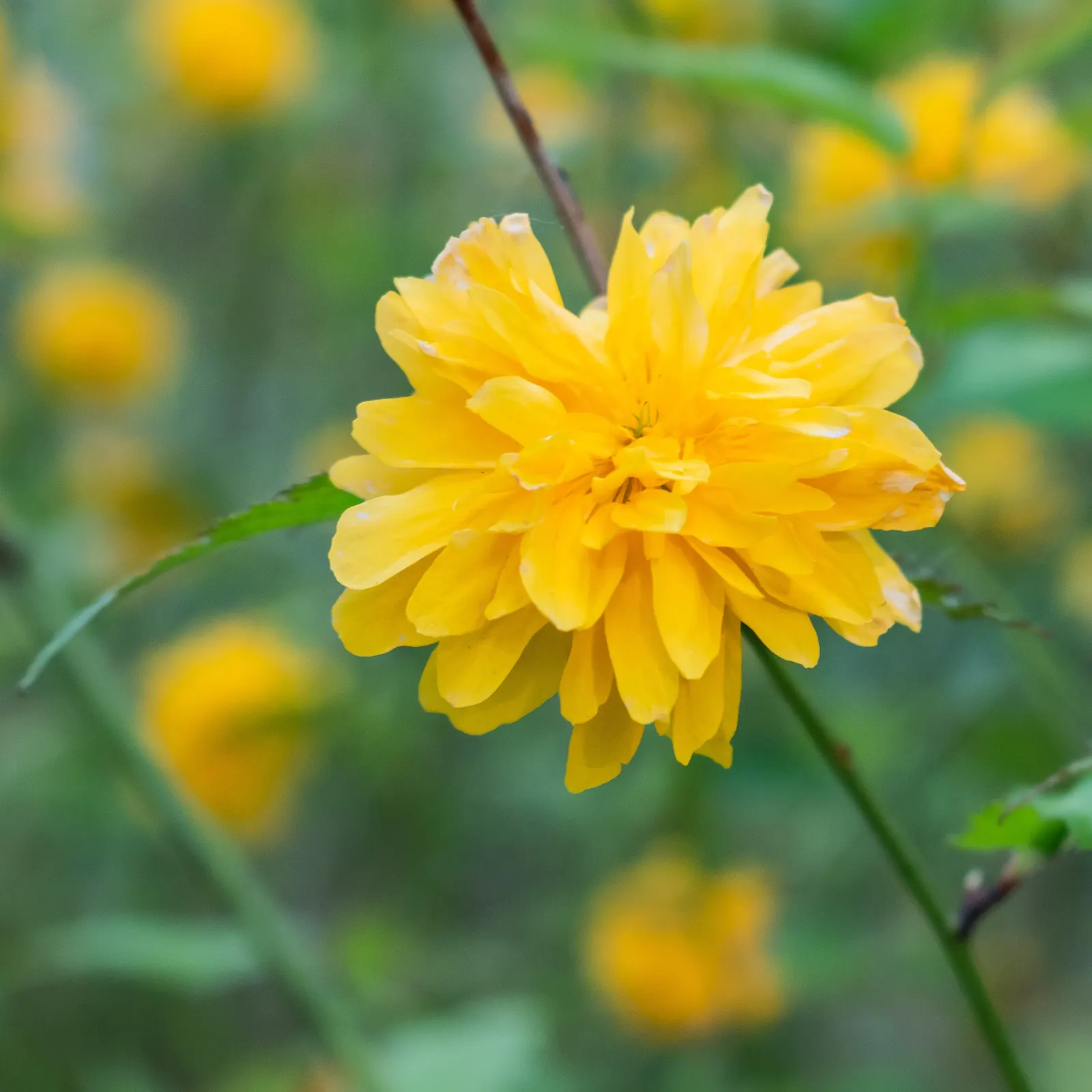 Japanese Kerria (Kerria Japonica) — shrub for half