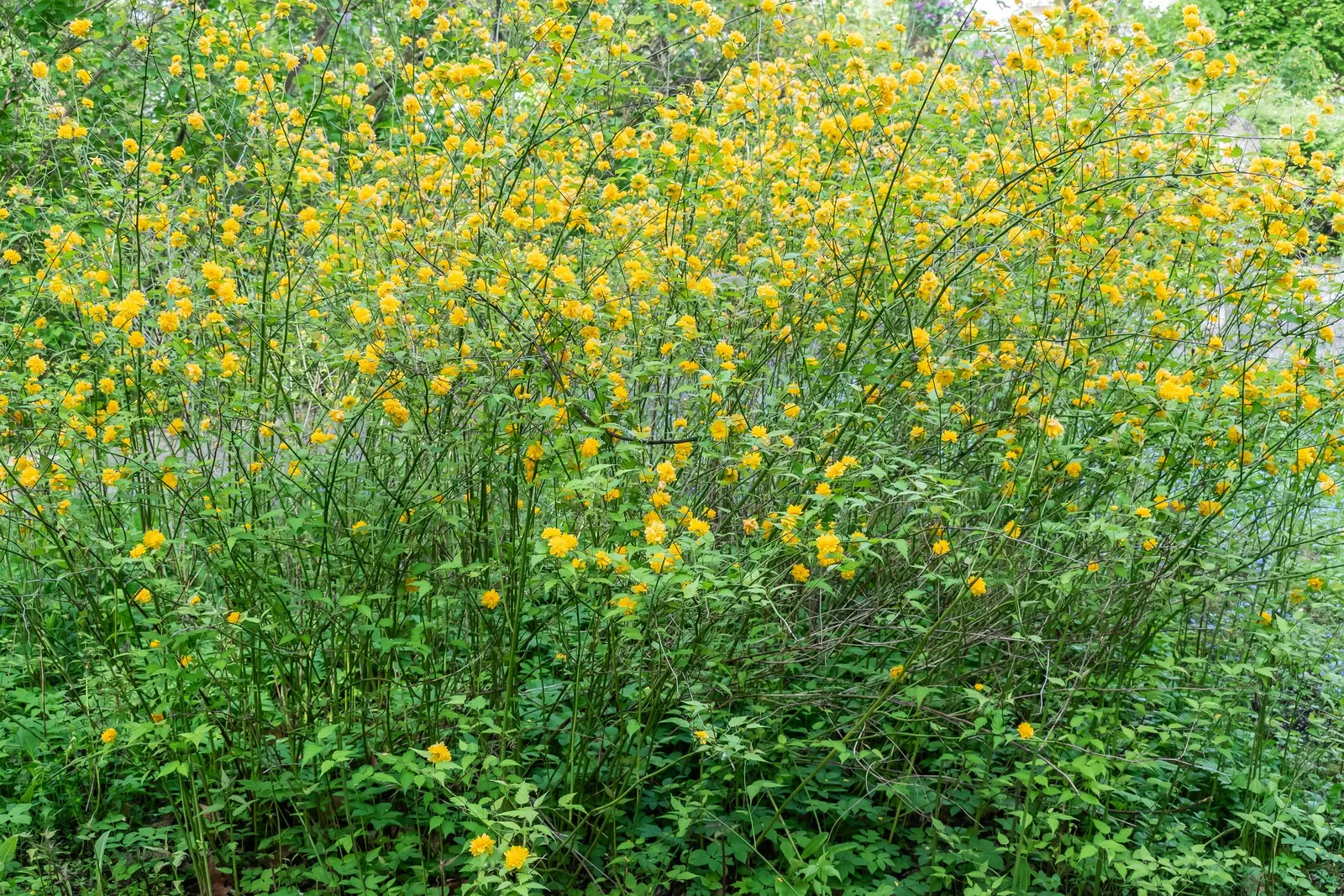 Japanese Kerria (Kerria Japonica) — This deciduous shrub grows up to 5-8 feet tall and wide, thriving in partial shade to full sun; which typically exhibit a
