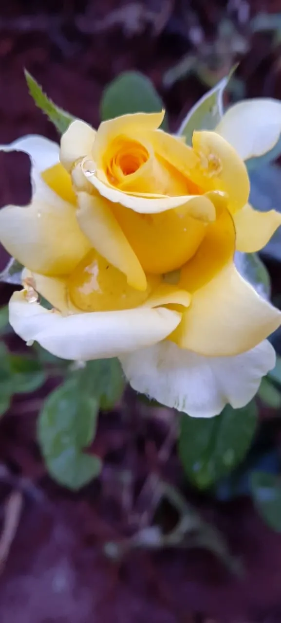 Japanese Kerria (Kerria Japonica) — shrub with yellow blooms