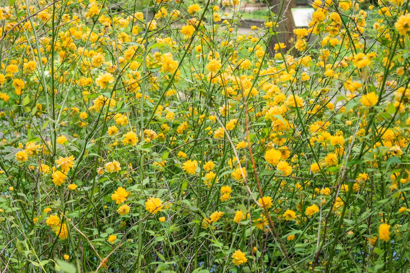 Japanese Kerria (Kerria Japonica) — stands out with its vibrant yellow blooms resembling fluffy pom-poms; its green, slender stems stay attractive in winter