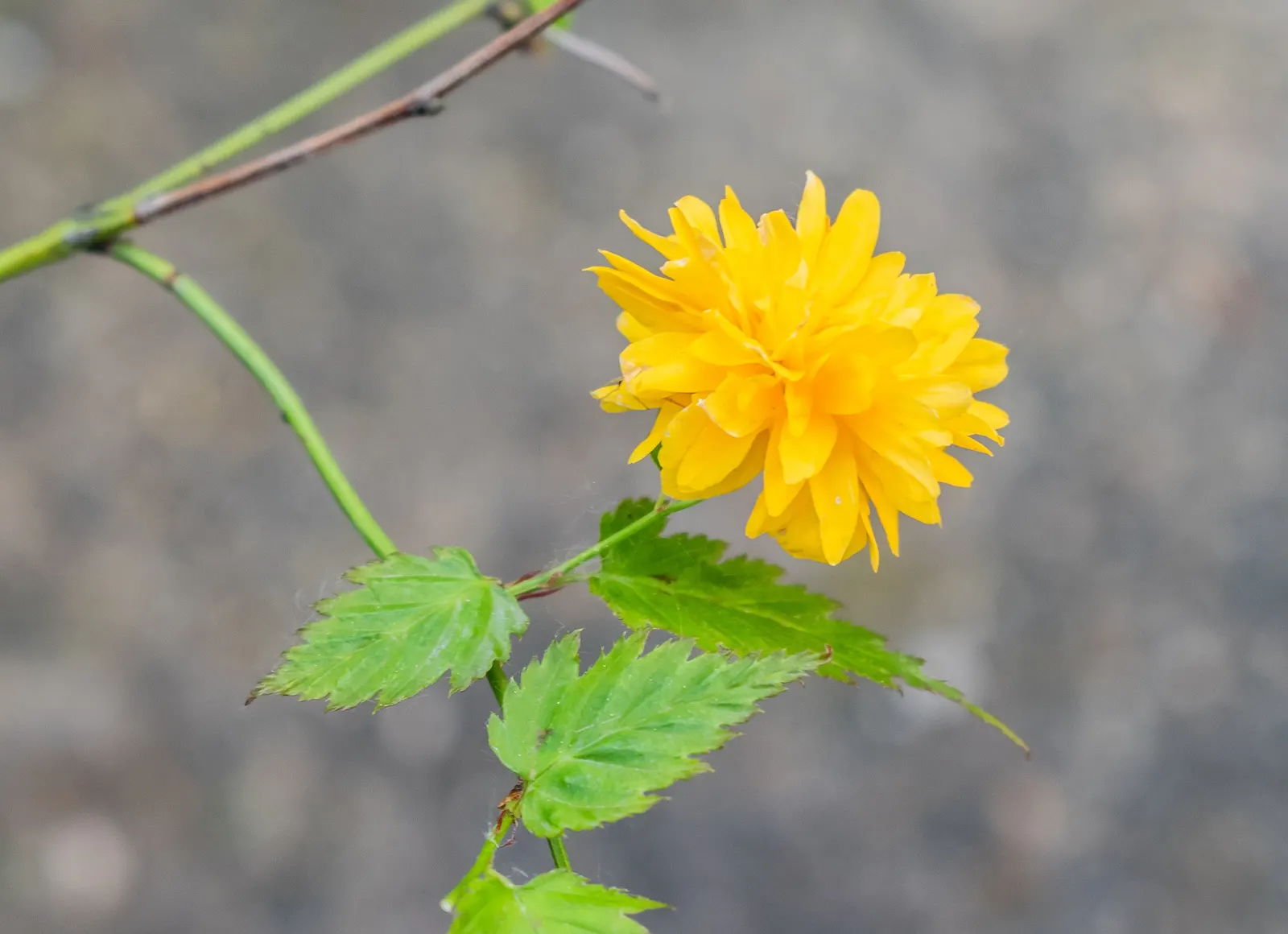 Japanese Kerria (Kerria Japonica) — introduces a touch of effervescent charm to any landscape with its vibrant yellow blooms; ideal for mass plantings and