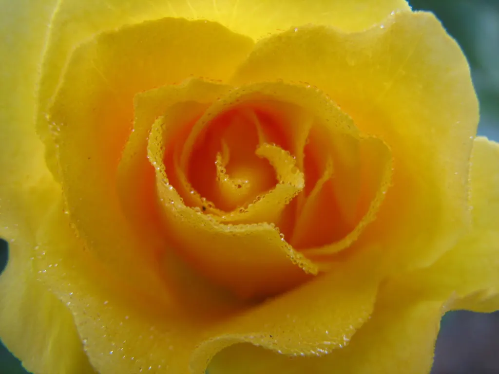 Japanese Kerria (Kerria Japonica) — making it an excellent choice for foundation plantings