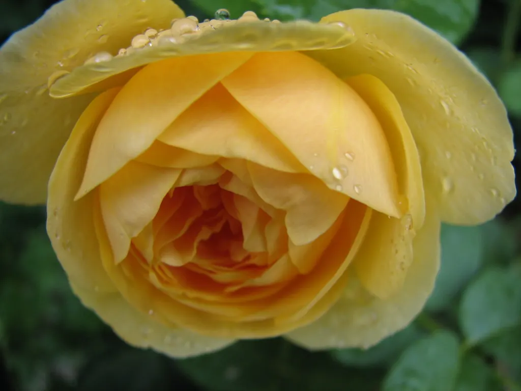 Japanese Kerria (Kerria Japonica) — the Kerria japonica necessitates regular watering