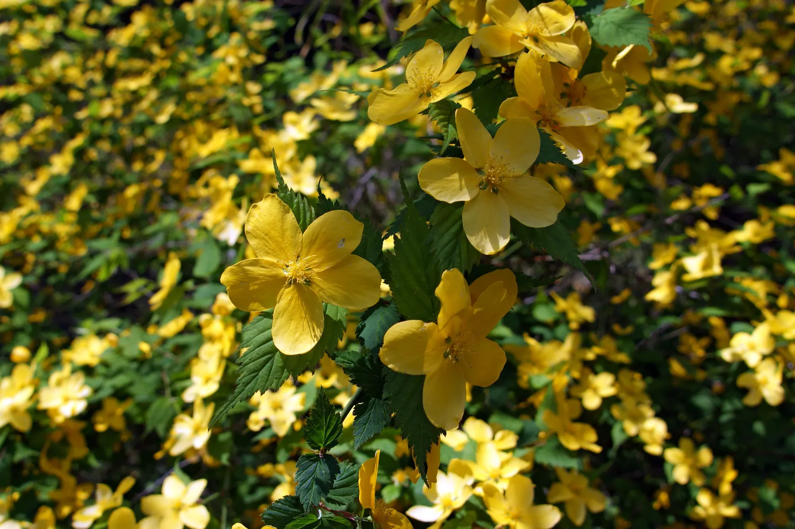 Japanese Kerria (Kerria Japonica) — also fondly referred to as the Easter Rose or Jew's Mallow; yellow flowers in the garden