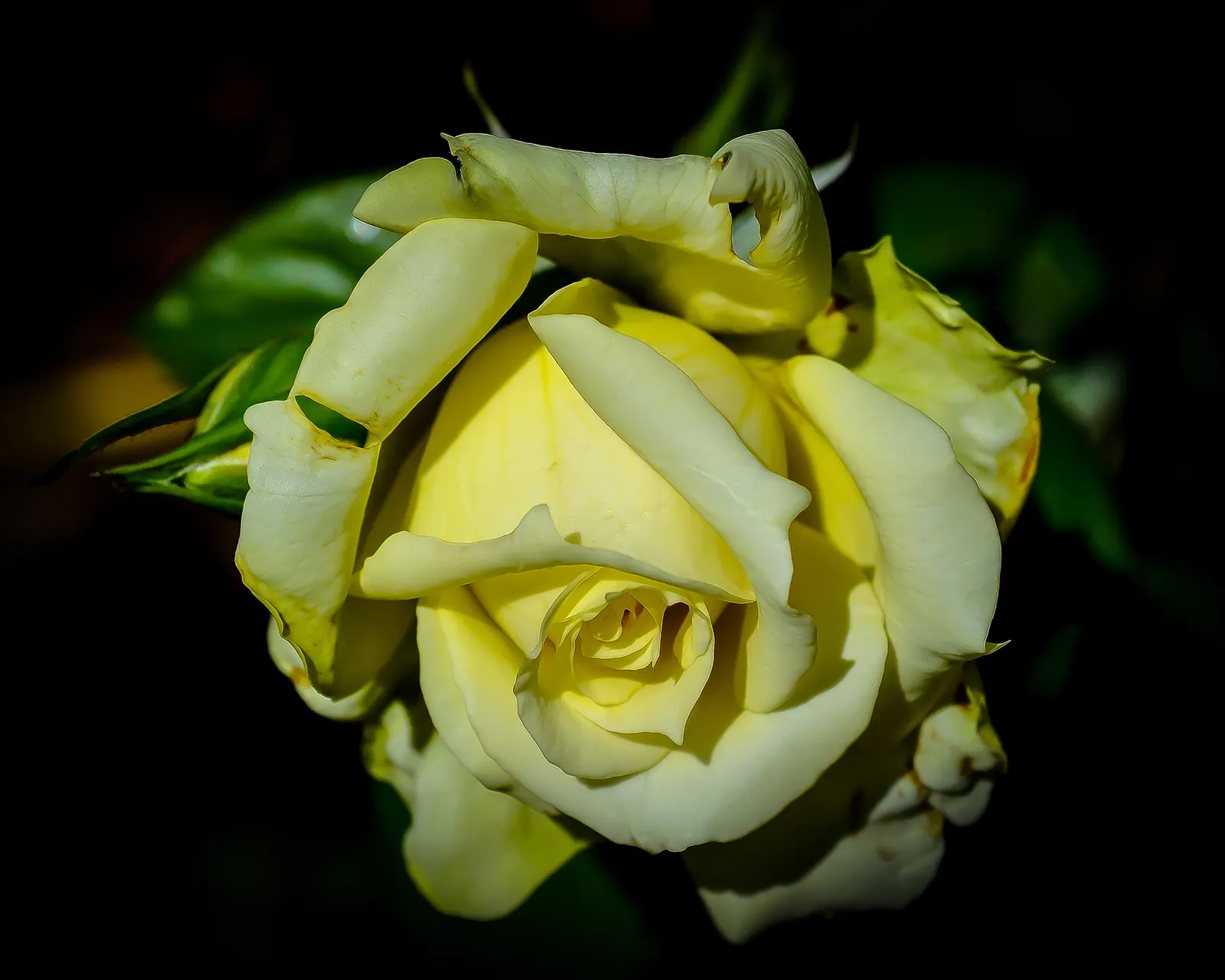 Japanese Kerria (Kerria Japonica) — This deciduous shrub grows up to 5-8 feet tall and wide, thriving in partial shade to full sun; which typically, image 98
