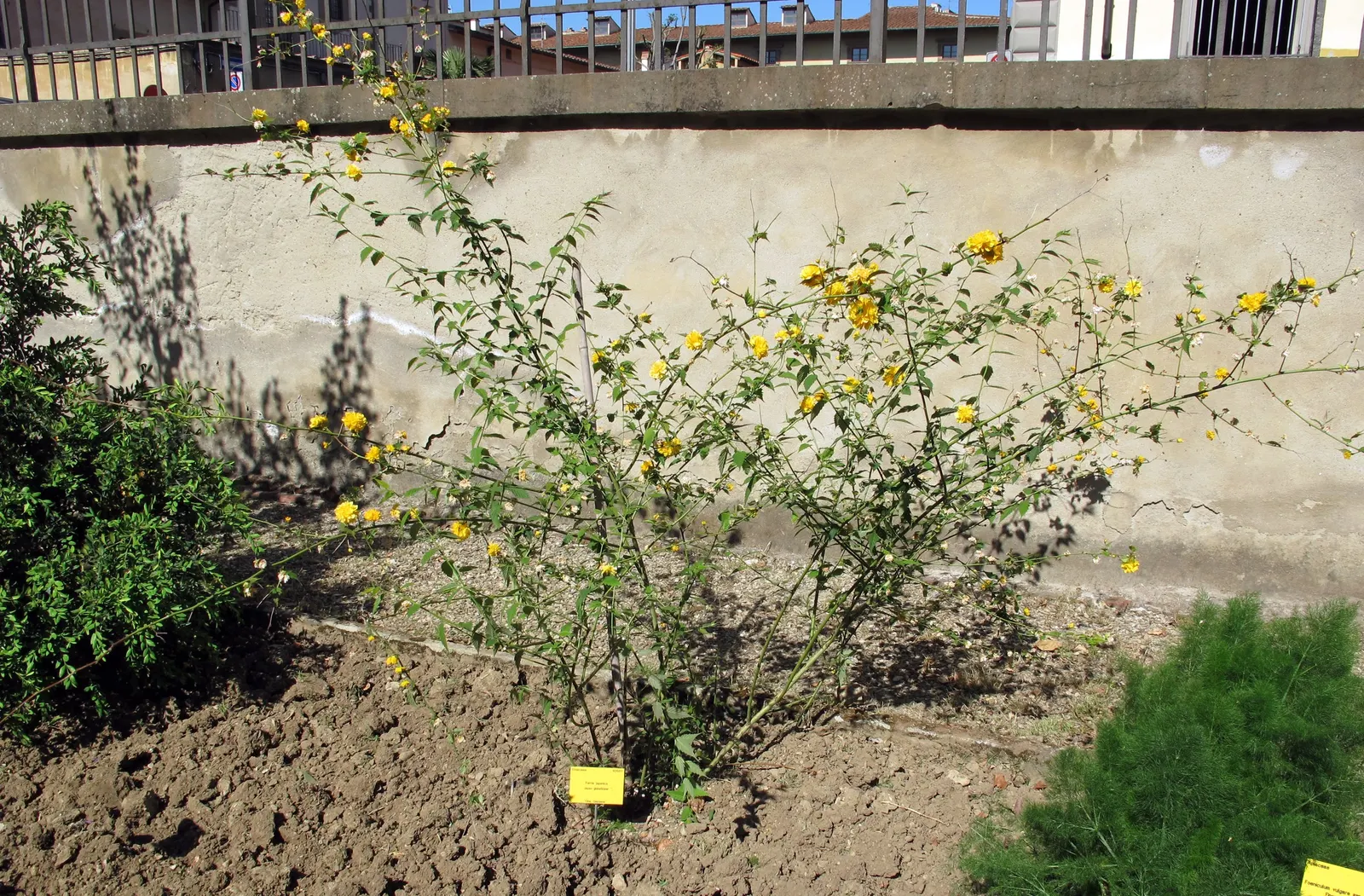 Japanese Kerria (Kerria Japonica) — ensuring the shrub remains dense and compact