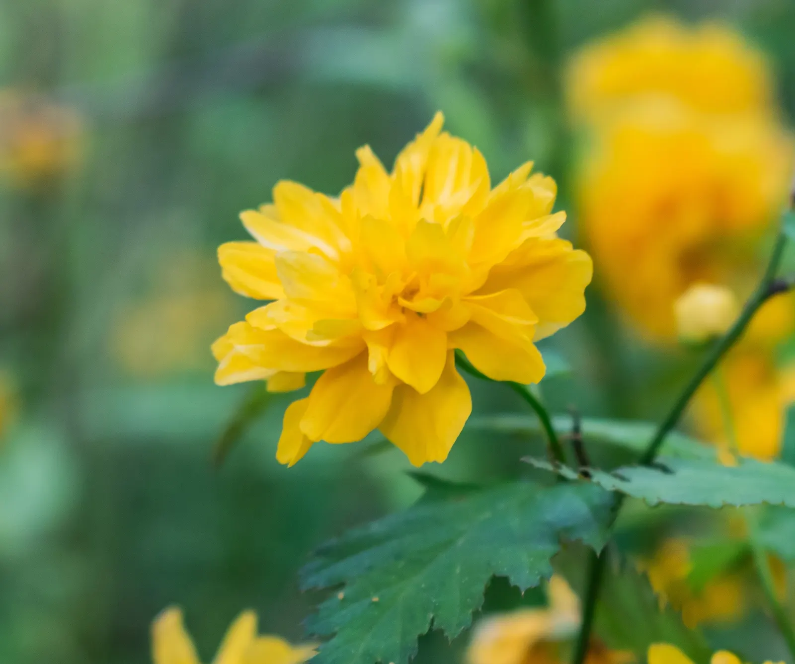 Japanese Kerria (Kerria Japonica) — It prefers well-drained soil and can gracefully handle occasional wet conditions; though it's able to withstand some