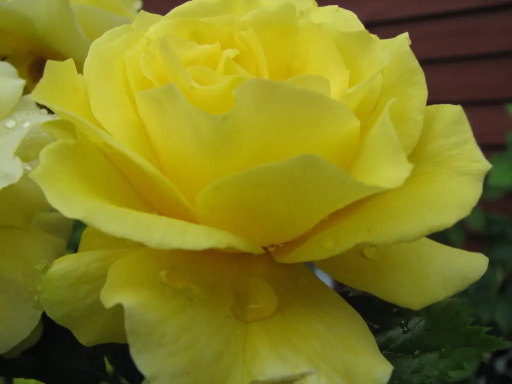 Japanese Kerria (Kerria Japonica) — This deciduous shrub is celebrated for its distinctive green
