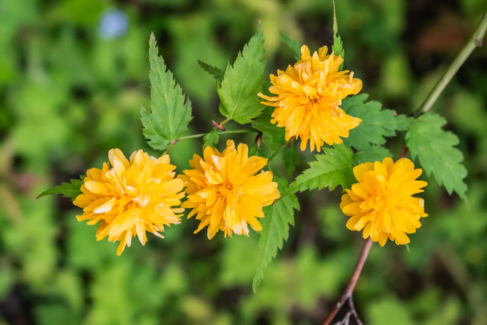 Japanese Kerria (Kerria Japonica) — which typically exhibit a remarkable 1.5 to 2-inch diameter; this deciduous shrub grows up to 5-8 feet tall and wide