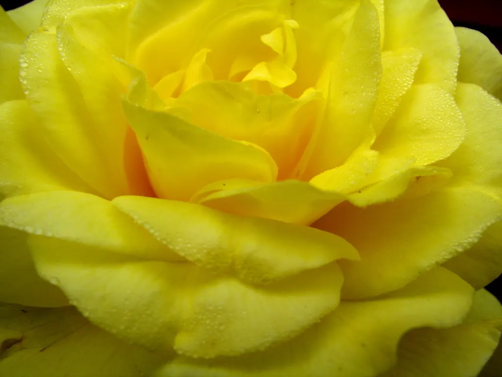 Japanese Kerria (Kerria Japonica) — It's virtually pest-free, though occasional issues with leaf spot may occur in humid conditions