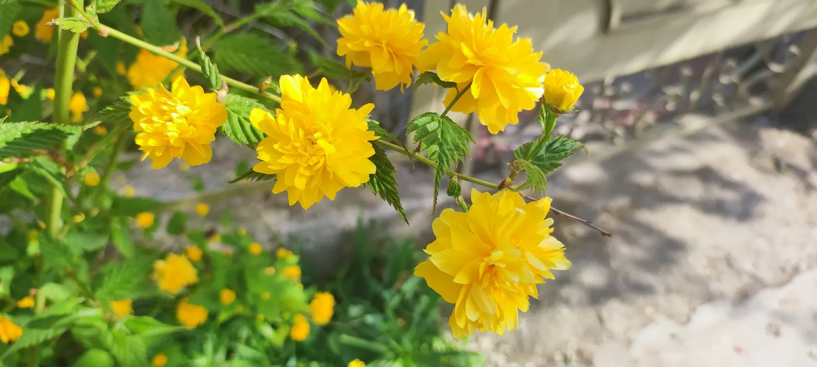 Japanese Kerria (Kerria Japonica) — It's virtually pest-free, though occasional issues with leaf spot may occur in humid conditions; shrub for half, image 93