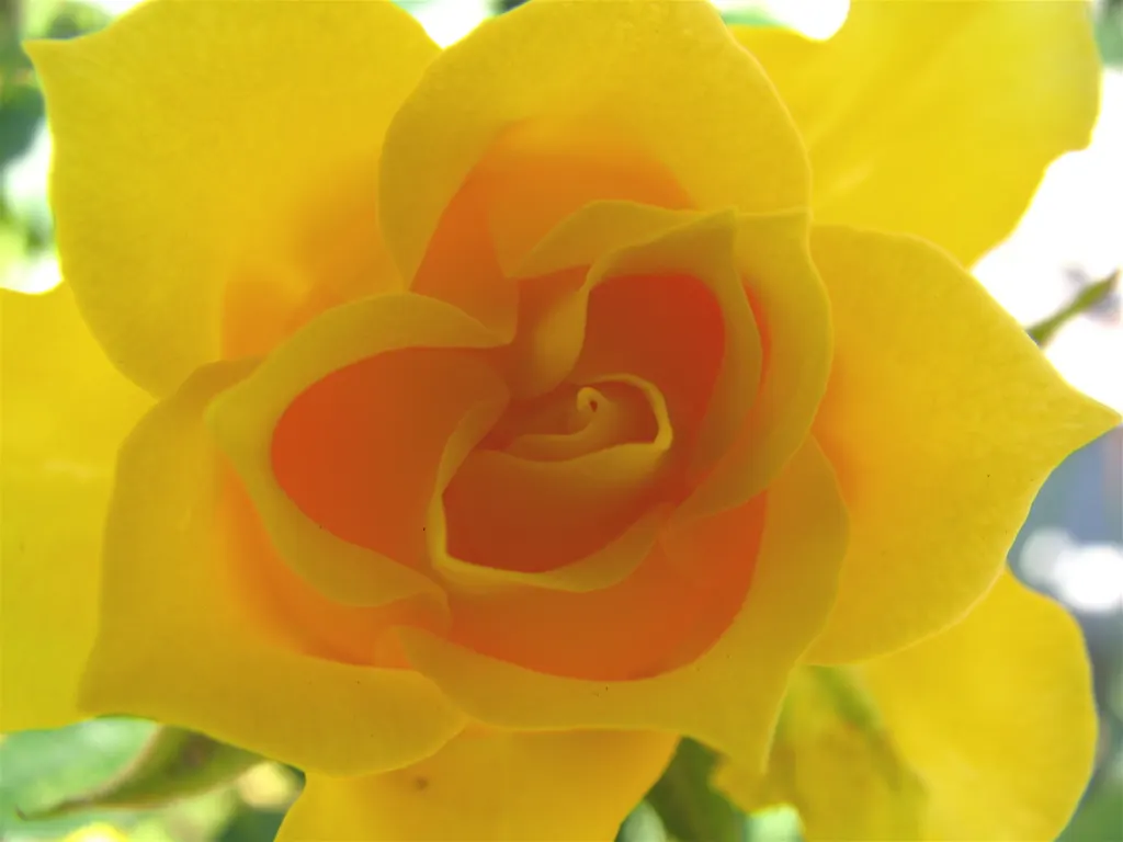 Japanese Kerria (Kerria Japonica) — Ideal for mass plantings and woodland garden backdrops