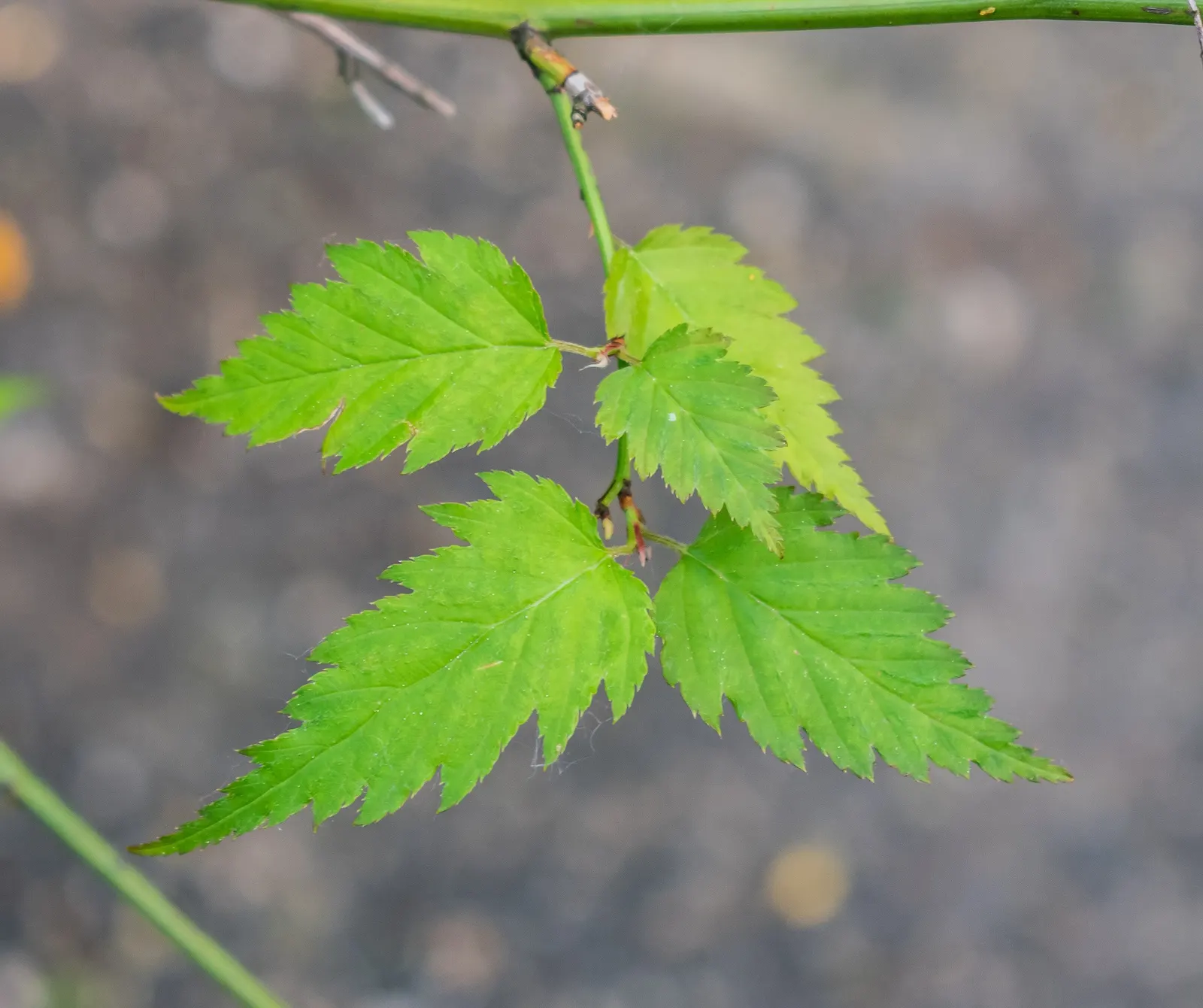 Japanese Kerria (Kerria Japonica) — Its green, slender stems stay attractive in winter, making it a year-round interest plant; stands out with its vibrant