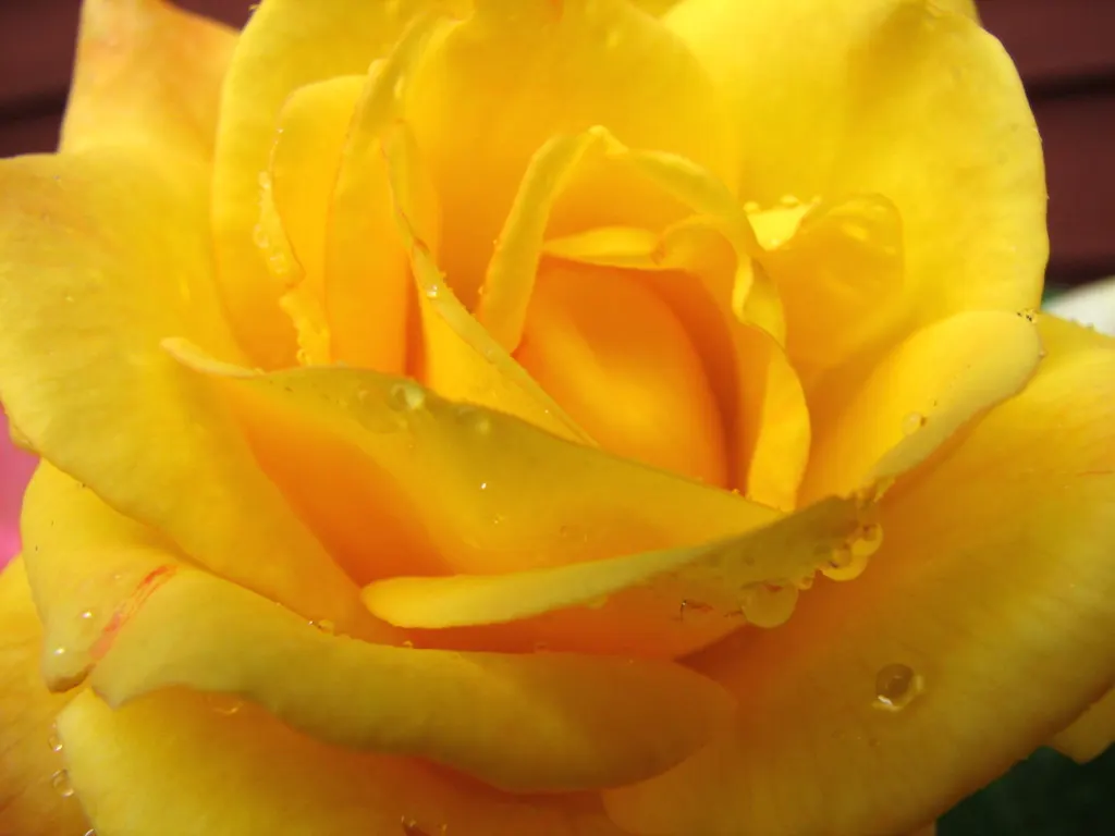 Japanese Kerria (Kerria Japonica) — which typically exhibit a remarkable 1.5 to 2-inch diameter