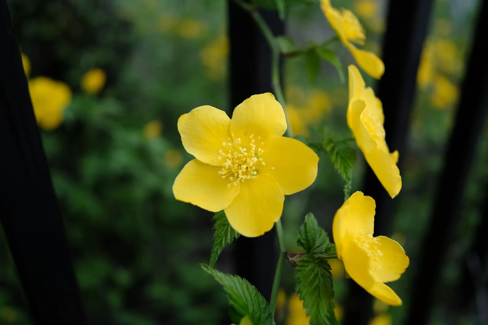 Japanese Kerria (Kerria Japonica) — yellow flowers in the garden; also fondly referred to as the Easter Rose or Jew's Mallow, image 94