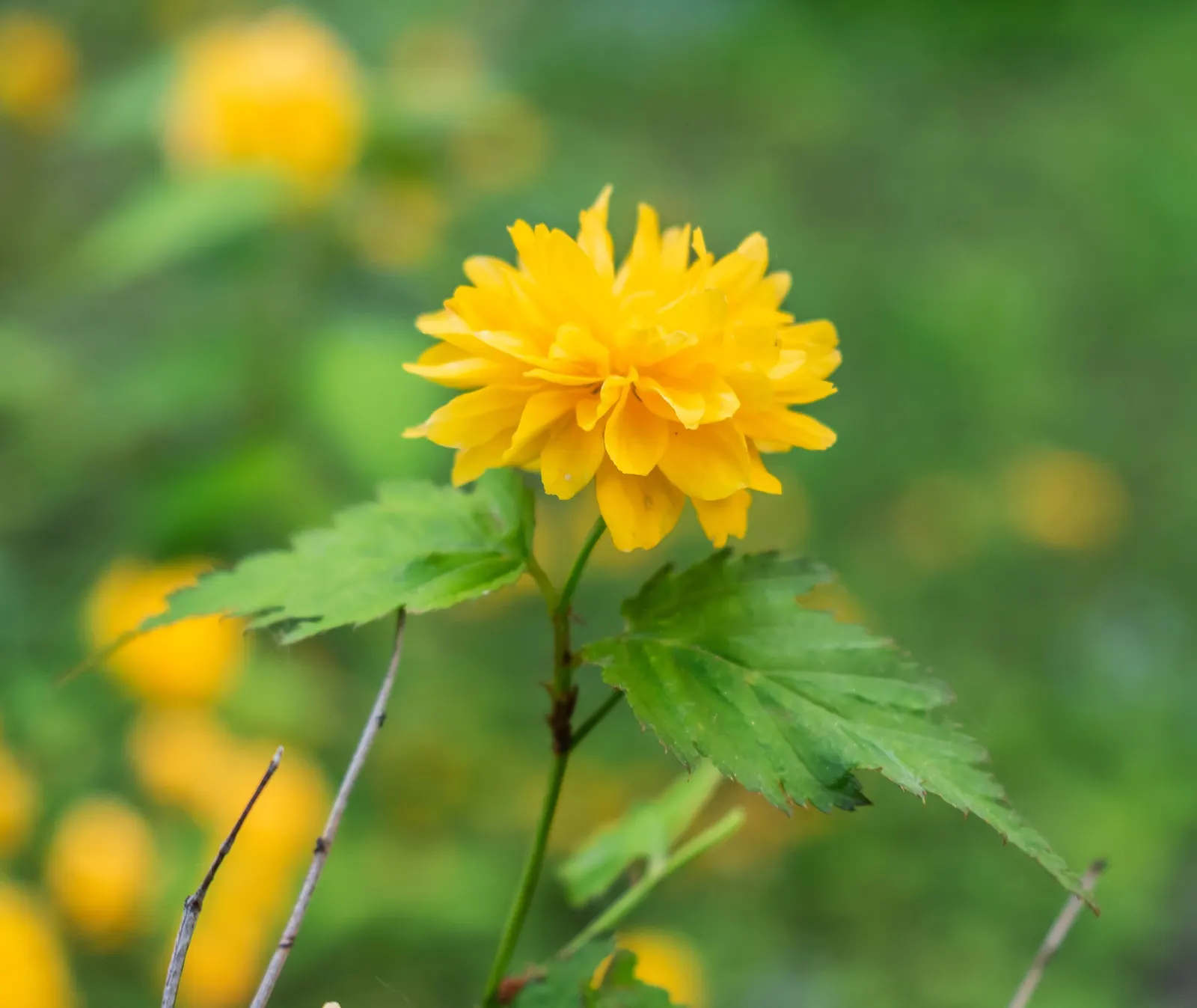 Japanese Kerria (Kerria Japonica) — it thrives optimally in part shade to full sun exposures; the Kerria japonica necessitates regular watering