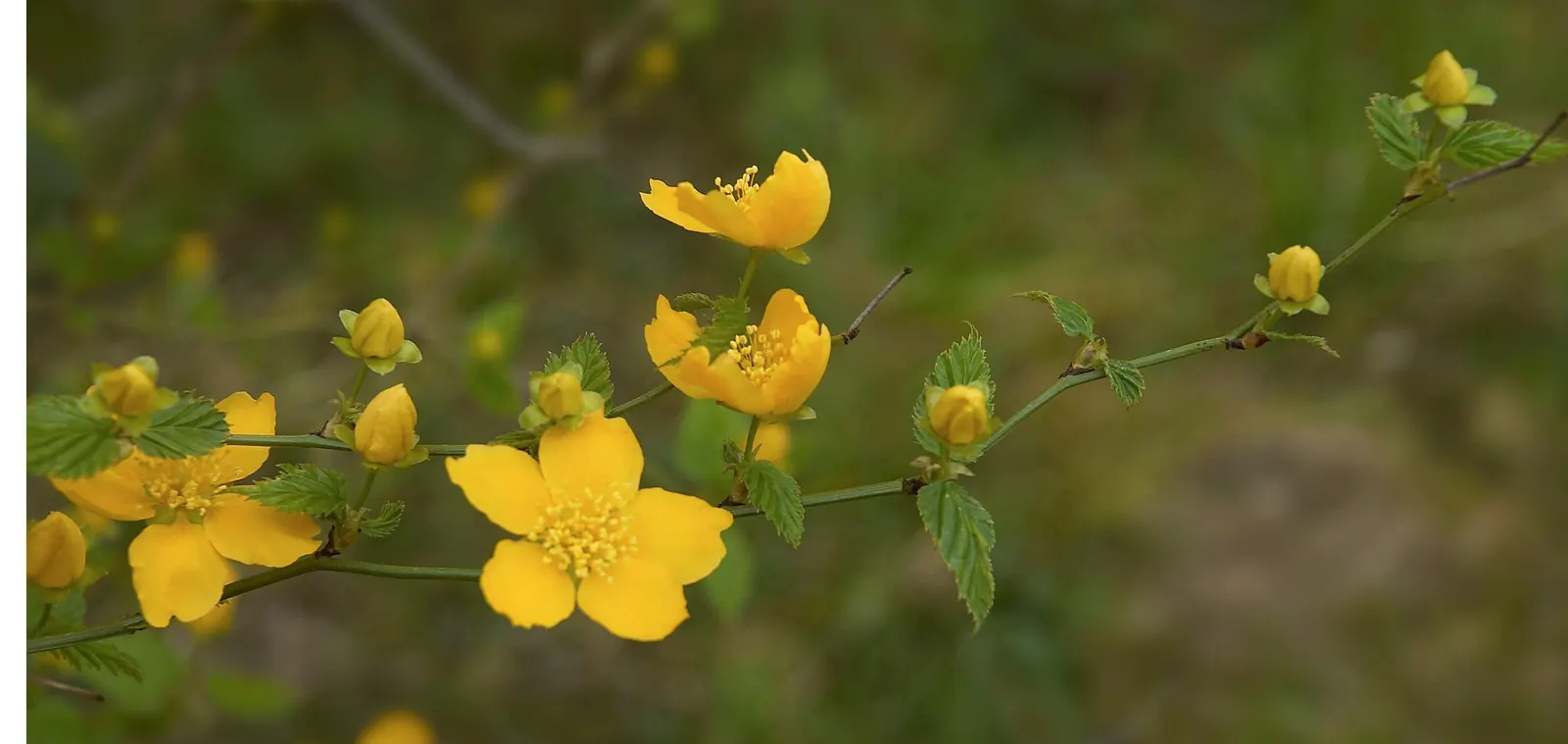 Japanese Kerria (Kerria Japonica) — This deciduous shrub is celebrated for its distinctive green; hardy in USDA zones 4 to 9, image 57